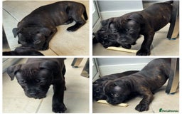 Staffordshire Bull Terrier dogs for sale: Pharaon bloodline KC reg Puppy  - Image 6