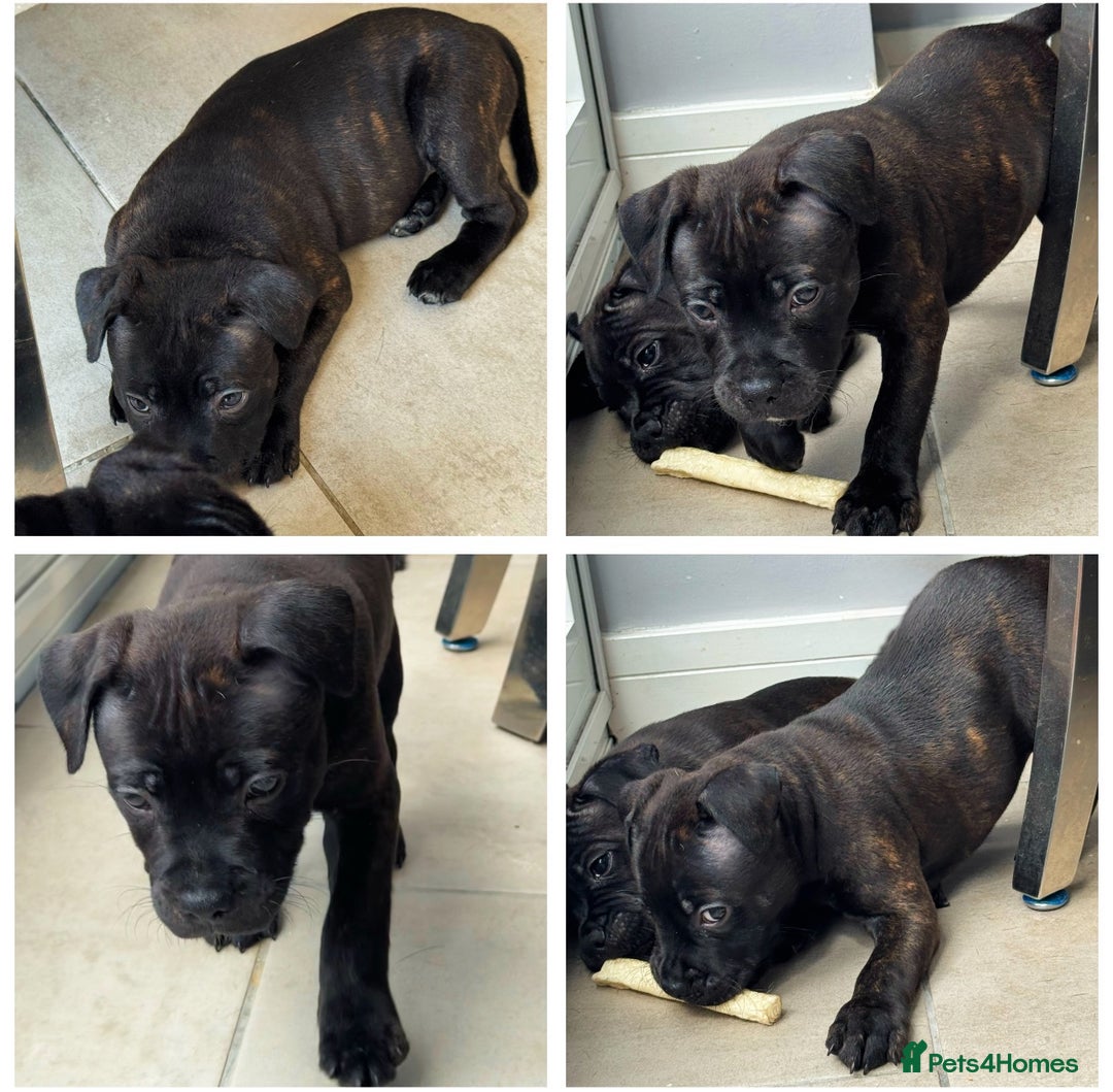 Staffordshire Bull Terrier dogs for sale: Pharaon bloodline KC reg Puppy  - Image 6