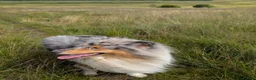 Rough Collie dogs for sale: Blue Merle Male - Advert 2