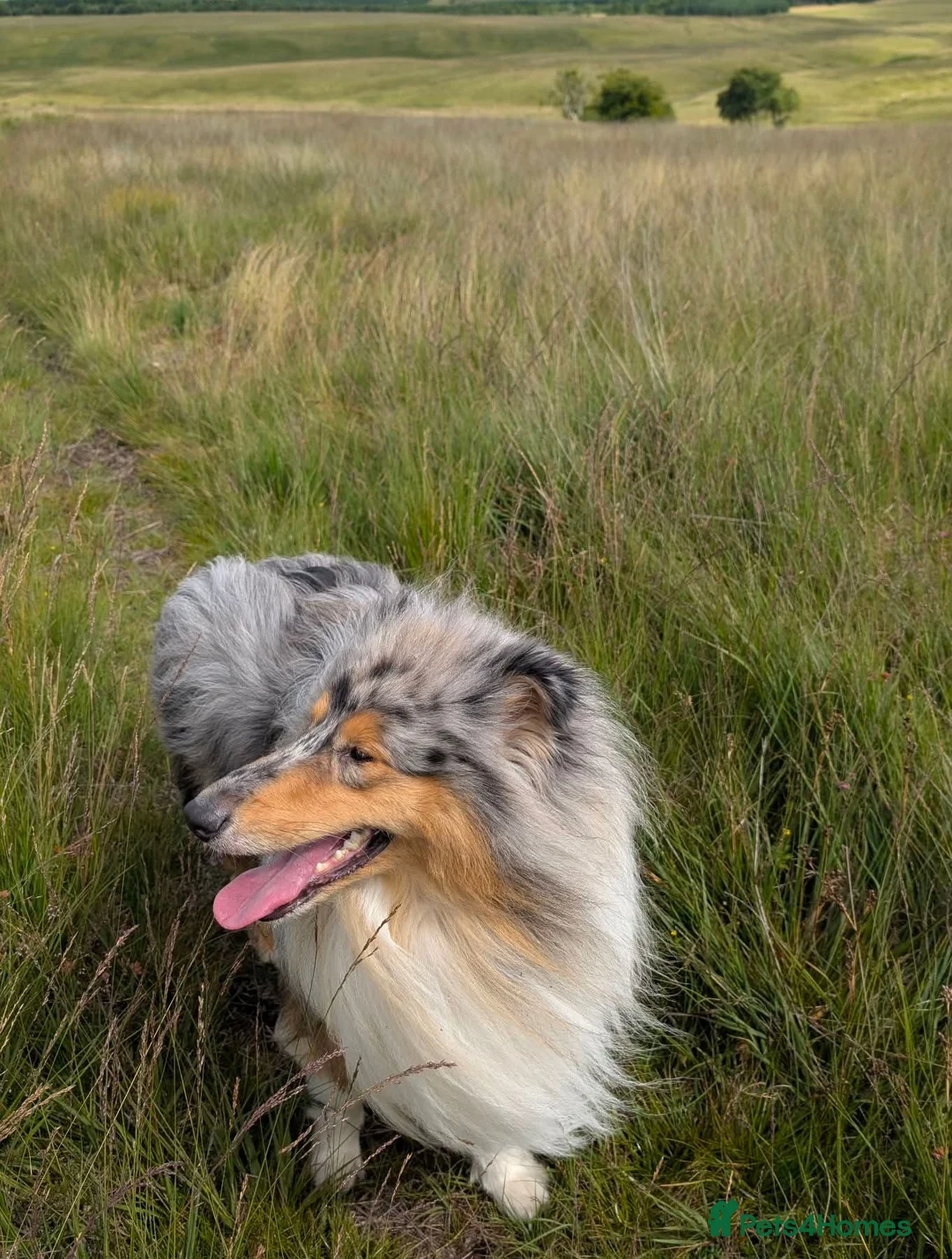 Rough Collie dogs for sale: Blue Merle Male - Advert 2