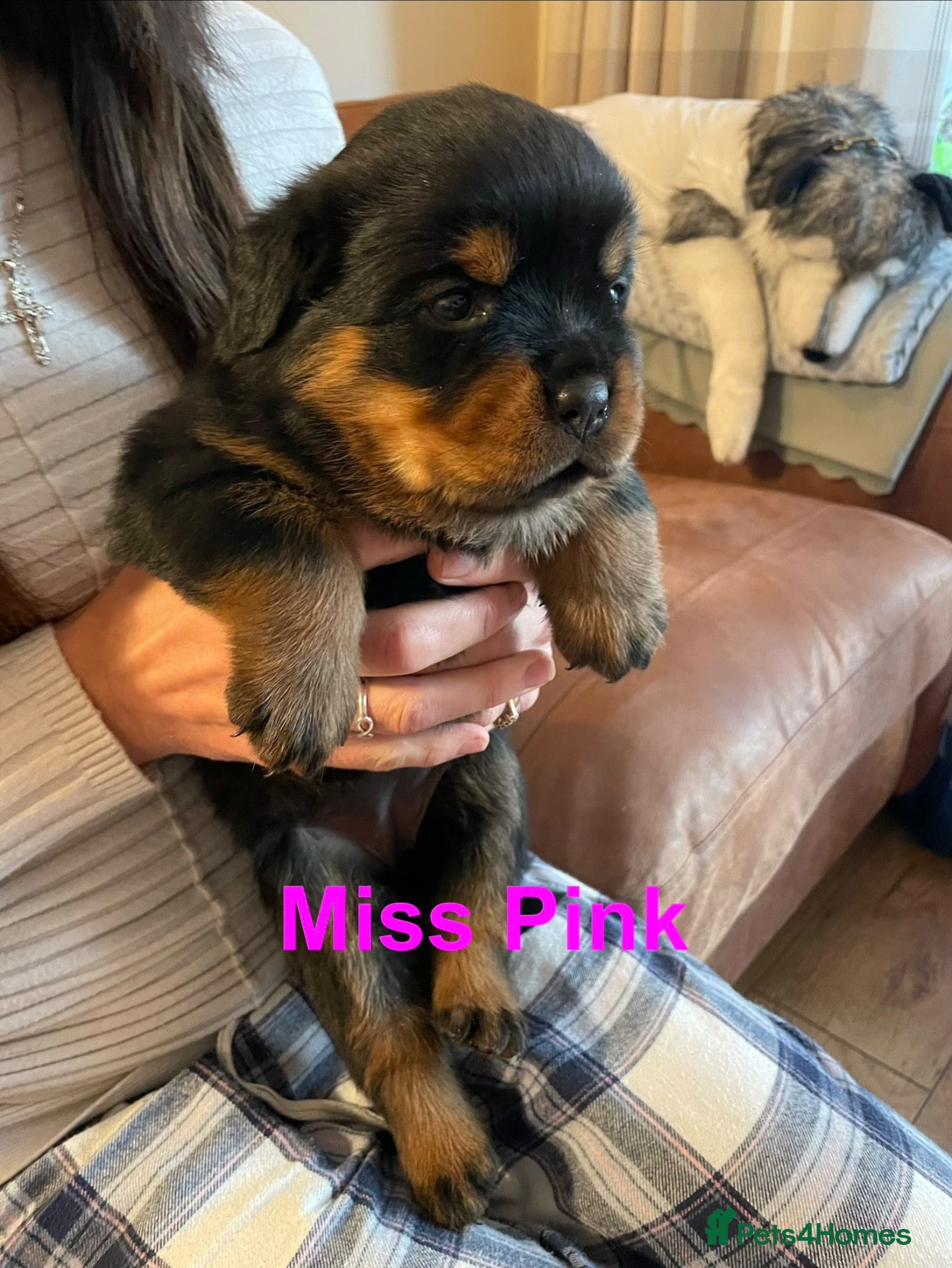 Rottweiler dogs for sale: KC Registered *1 female left* Rottweiler Puppies - Advert 2