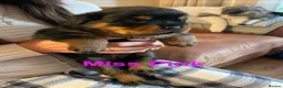 Rottweiler dogs for sale: KC Registered Rottweiler Puppies in Leicester - Advert 3