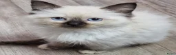 Ragdoll cats for sale: Gorgeous gccf reg Ragdoll kittens - Advert 15