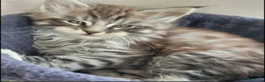 Maine Coon Kitten 4