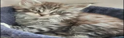 Maine Coon cats for sale: Beautiful Mainecoon kittins to sale - Advert 9