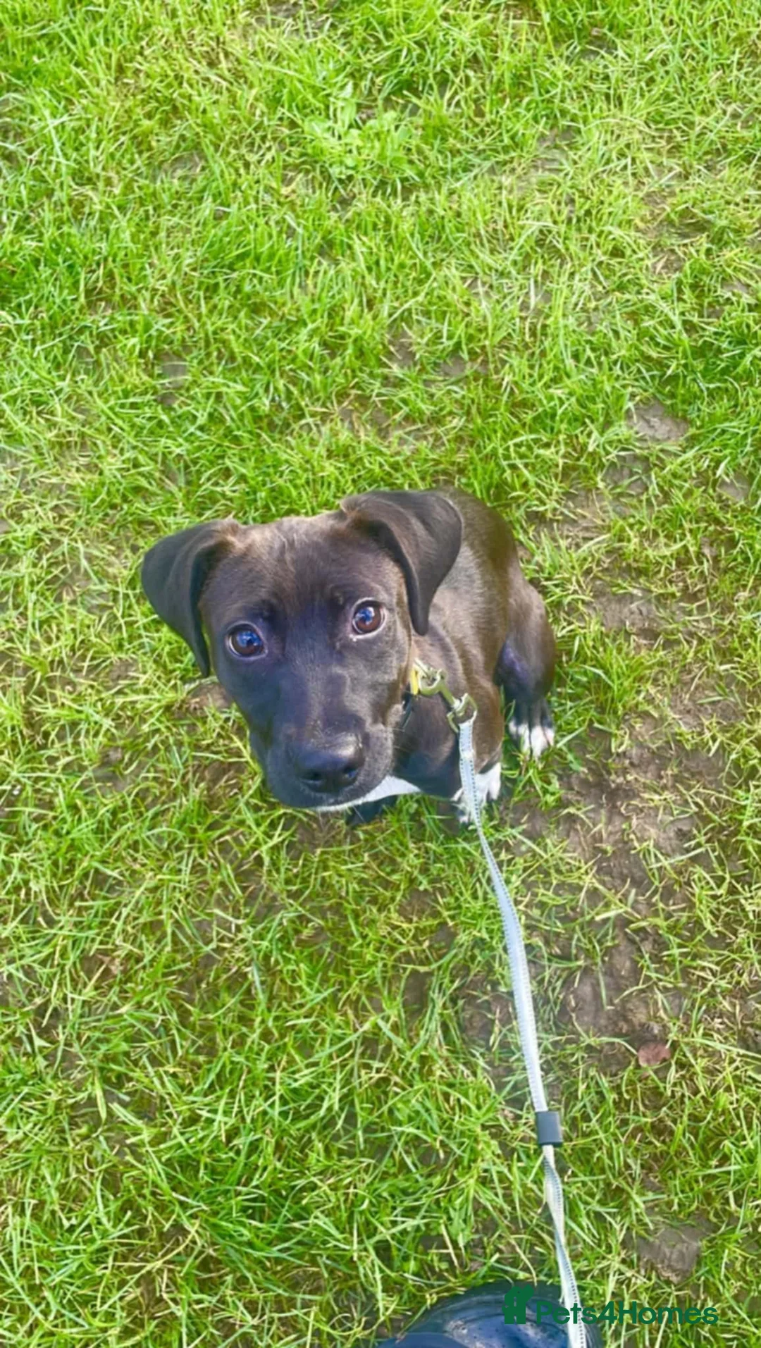 Mixed Breed dogs for sale: 7 month old staffy cross female - Advert 4