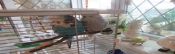 Budgerigars birds for sale: Bonded Pair of Exhibition Show Budgies - Advert 1