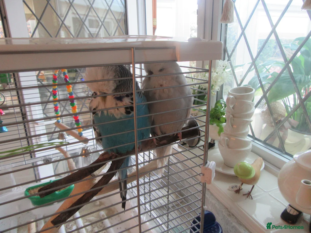 Budgerigars birds for sale: Bonded Pair of Exhibition Show Budgies - Advert 1