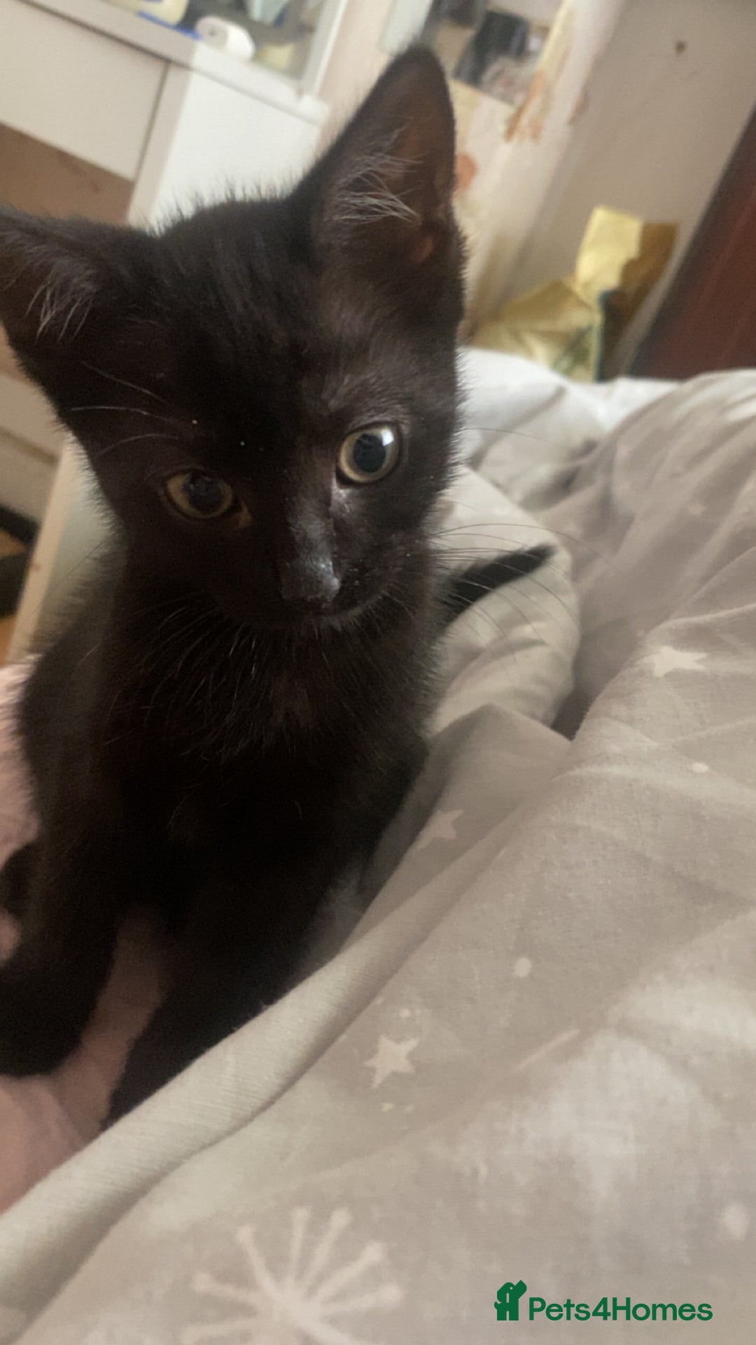 Mixed Breed dogs for sale: kitten - Image 2