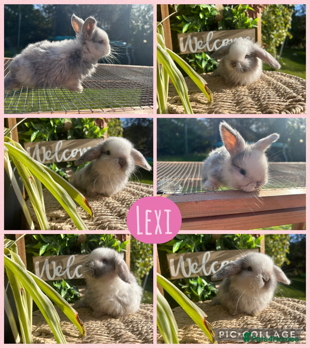 Mini Lop rabbits for sale: Litter of mini lop babies  - Image 7