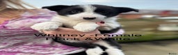 Border Collie dogs for sale: Pure Bred Border Collie Puppies For Sale - Advert 1