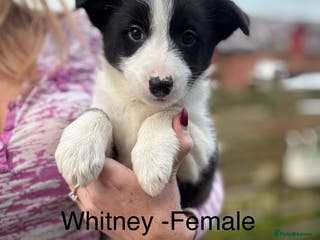 Border Collie dogs Pure Bred Border Collie Puppies For Sale - Advert 4