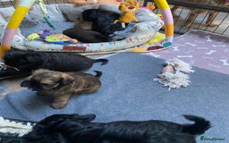 Griffon Bruxellois dogs for sale: New Kids on the Block - Image 8