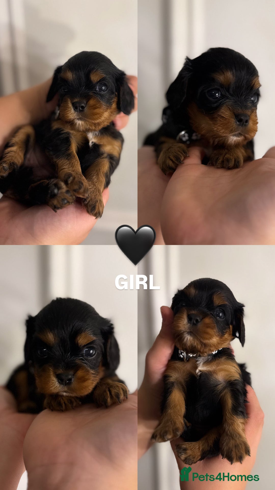 Cavalier King Charles Spaniel dogs for sale: KC REGISTERED GORGEOUS BLACK & TAN PUPPYS  - Image 11