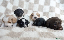 Cockapoo dogs for sale: Bouncy black & white Cockapoo - Image 12