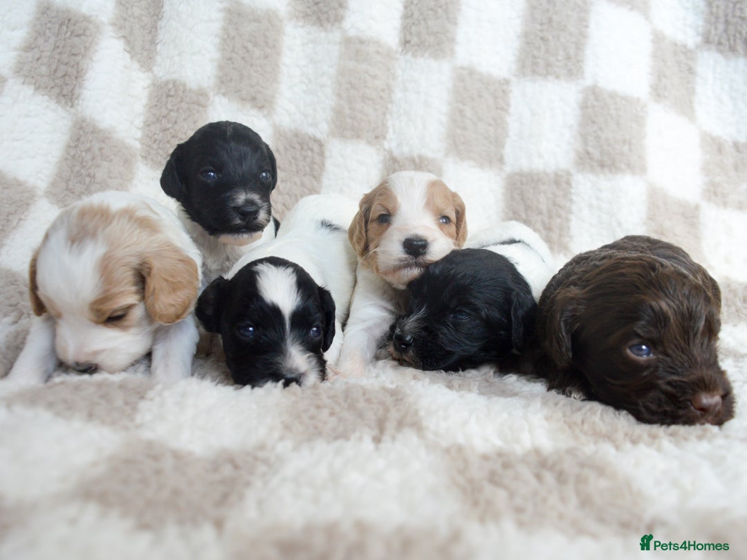 Cockapoo dogs for sale: Bouncy black & white Cockapoo - Image 12