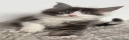Maine Coon cats for sale: Odd Eyes Maine Coon kittens | Champion Lines - Advert 14