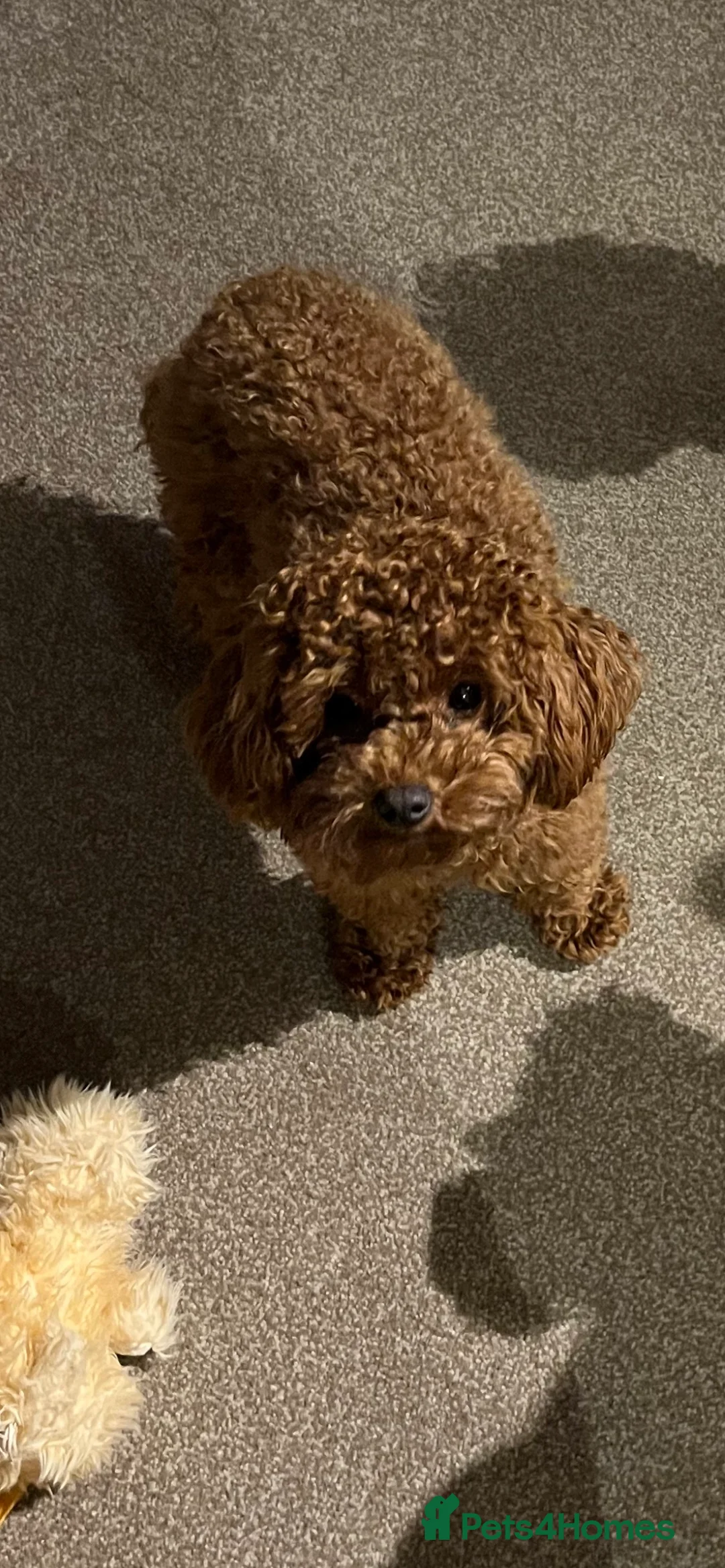Toy Poodle dogs for stud: KC Red Toy Poodle in Cardigan - Advert 5