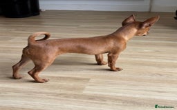 Chihuahua dogs for sale: ** chihuahua  - Image 4
