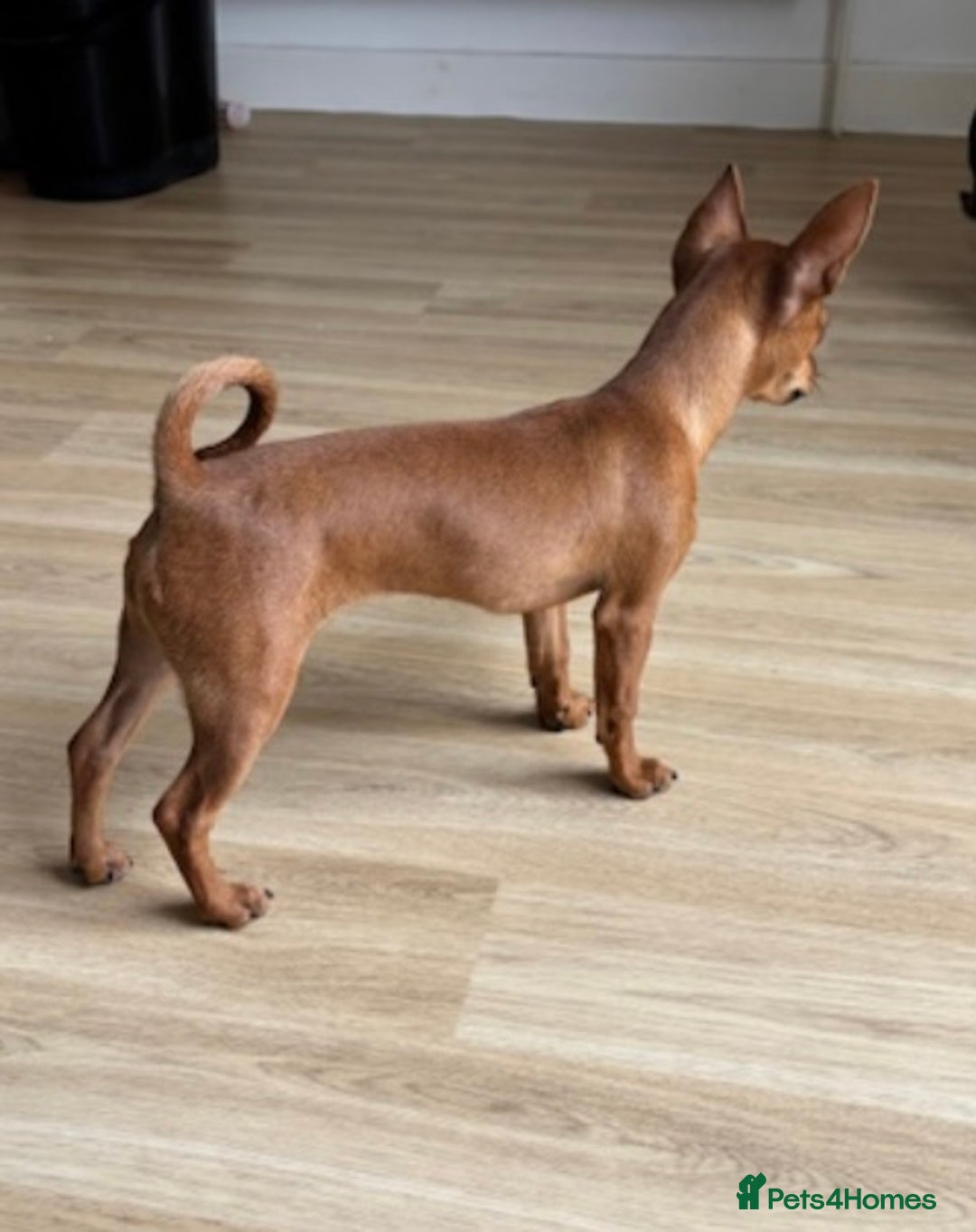 Chihuahua dogs for sale: ** chihuahua  - Image 4