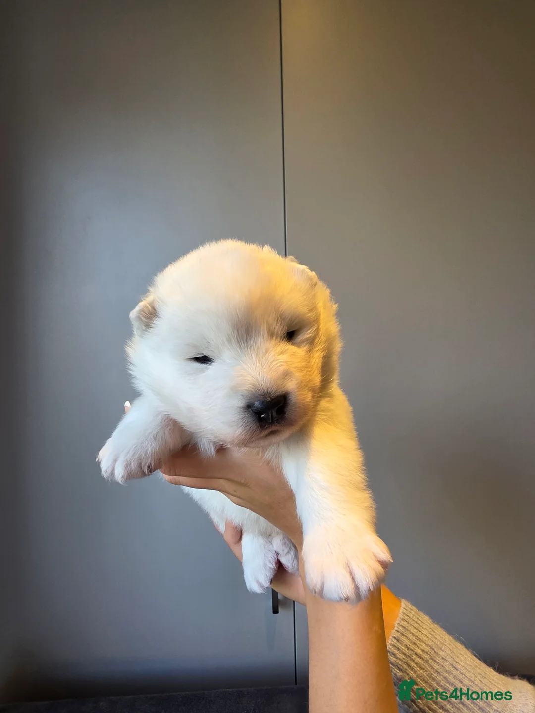 Samoyed dogs for sale: RKC Samoyed Puppies – Champion Bloodlines - Advert 12