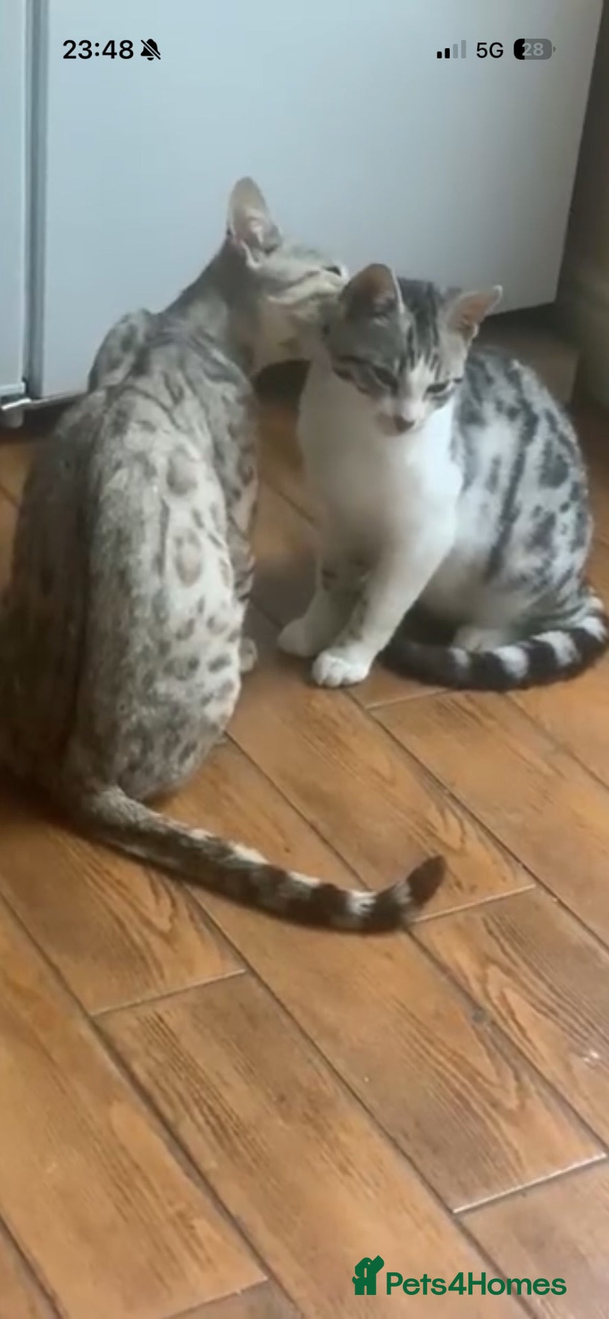 Mixed Breed cats Beautiful snow leopard cross  - Advert 6