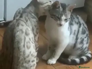 Mixed Breed cats Beautiful snow leopard cross - Advert 15
