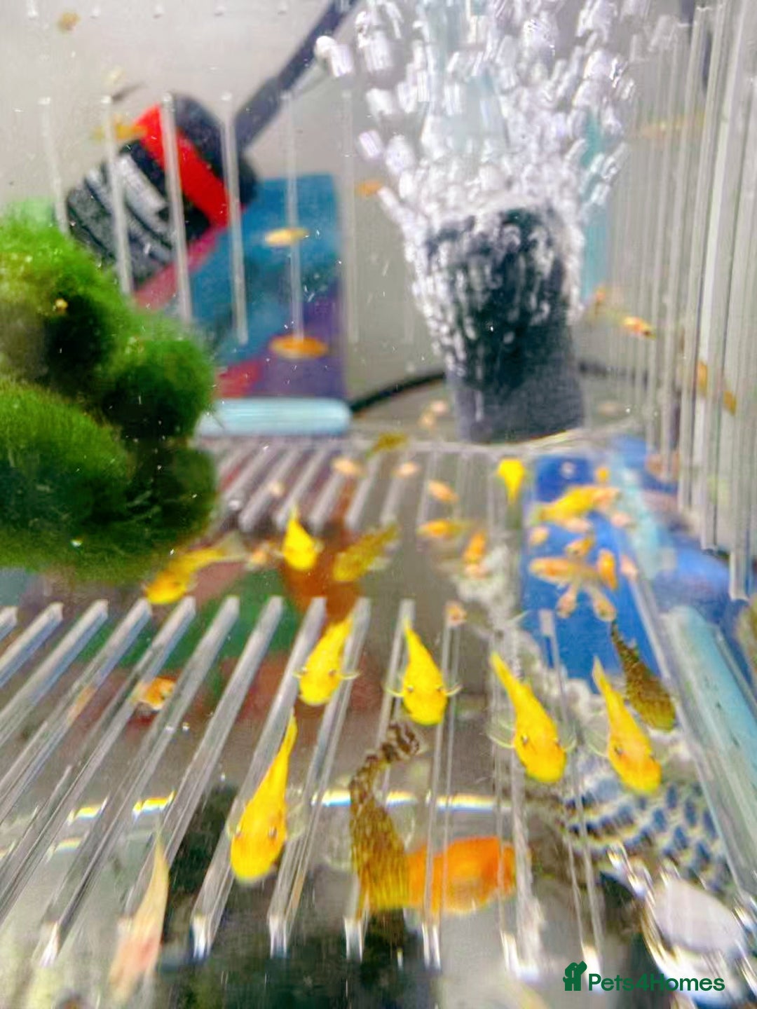 Plecos fish for sale: Bristlenose Pleco Golden&Snowflake – Various Sizes - Advert 9