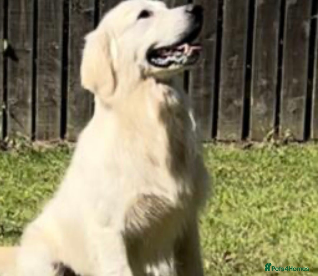 Golden Retriever dogs for sale: KC golden retriever puppies - Advert 4
