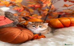 British Shorthair cats for sale: Golden British Shorthair  - Image 29