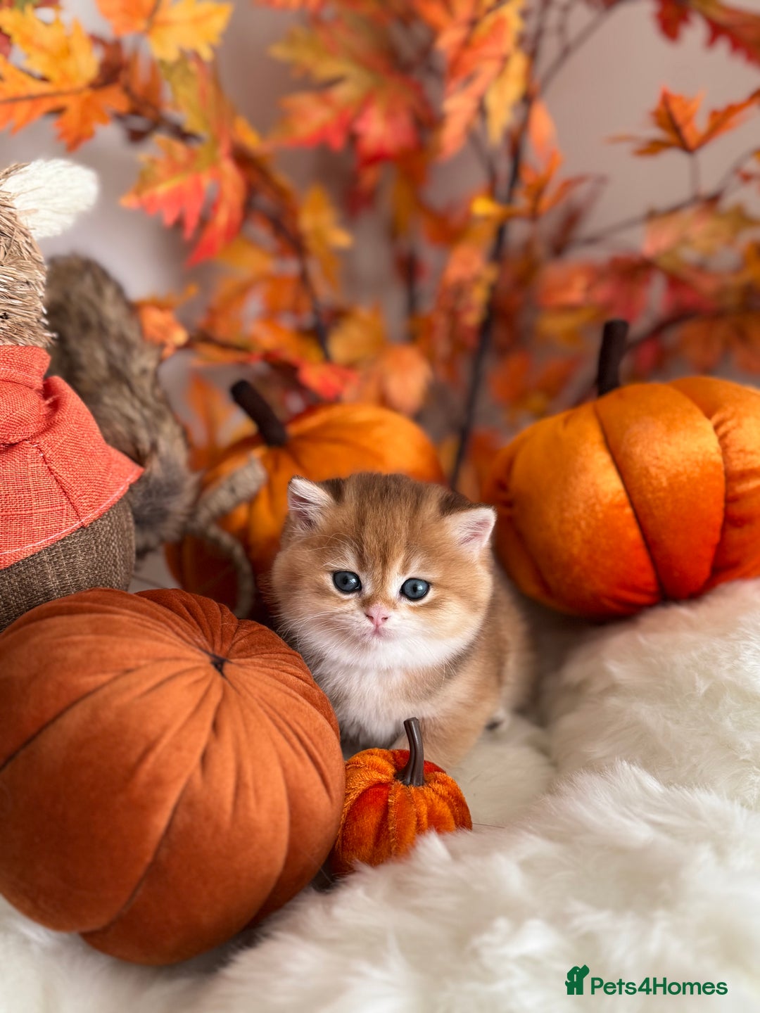 British Shorthair cats for sale: Golden British Shorthair  - Image 29