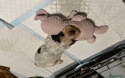 Cocker Spaniel dogs for sale: Beautiful kc registered show cocker spaniels - Image 5