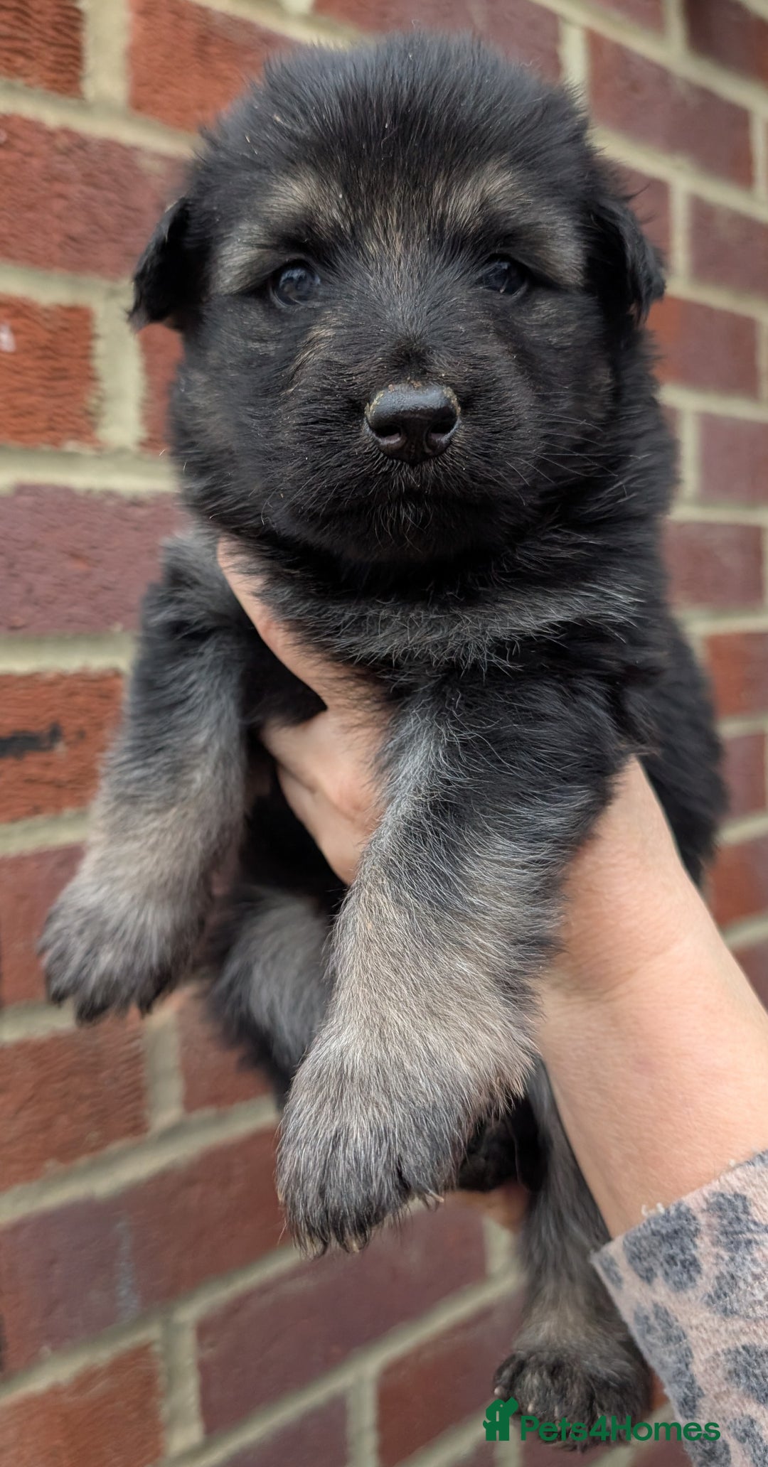 German Shepherd dogs for sale: Gorgeous and Rare German Shepherd Puppies for Sale - Advert 11
