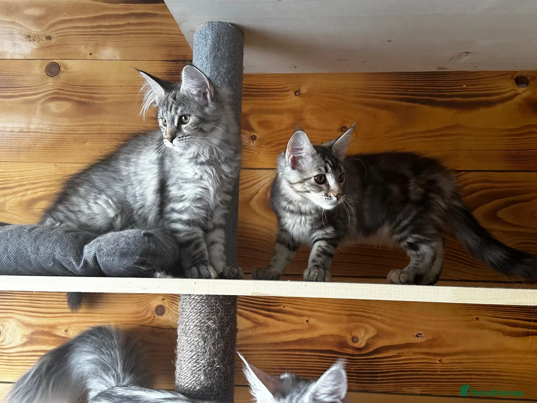 Maine Coon cats for sale: Maine Coon kittens - Advert 2