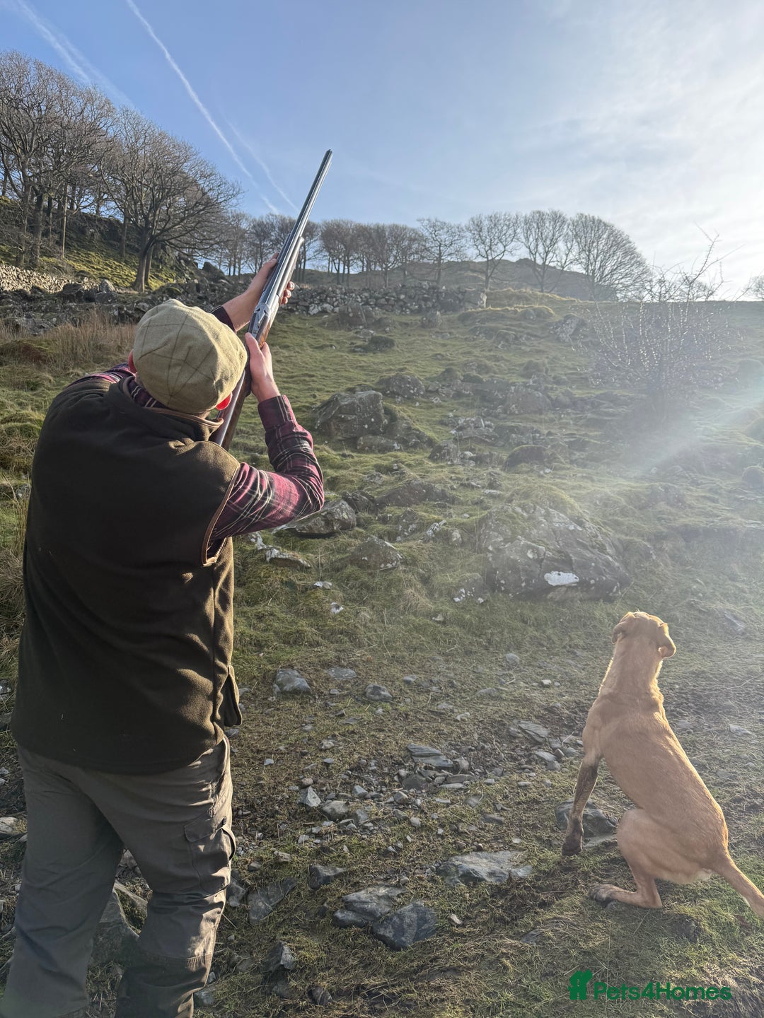 Labrador Retriever dogs for stud: WORKING LABRADOR STUD DOG - Advert 6