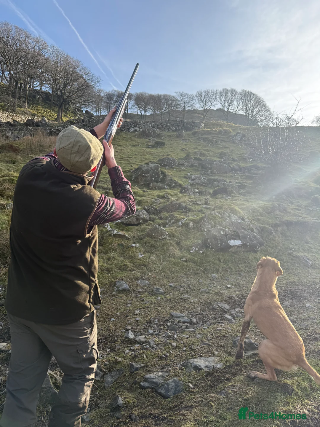 Labrador Retriever dogs for stud: WORKING LABRADOR STUD DOG - Advert 6