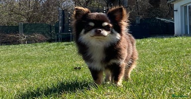 Chihuahua dogs - Advert 4