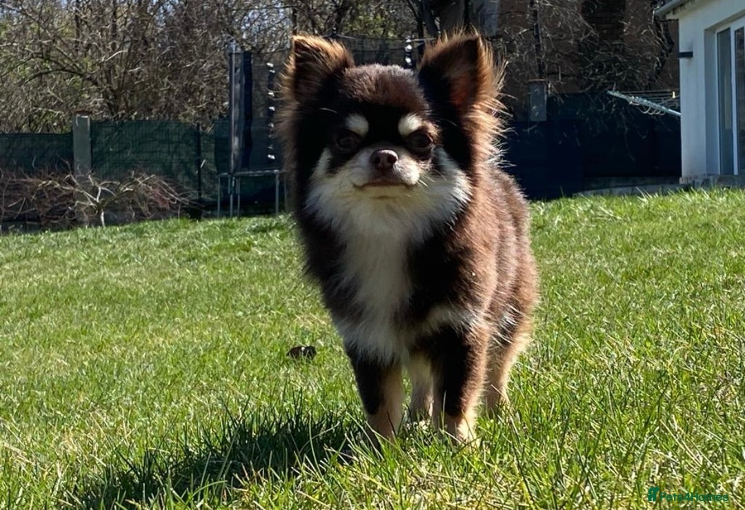 Chihuahua dogs for sale: Bundle of fluff and playfulness  - Image 2