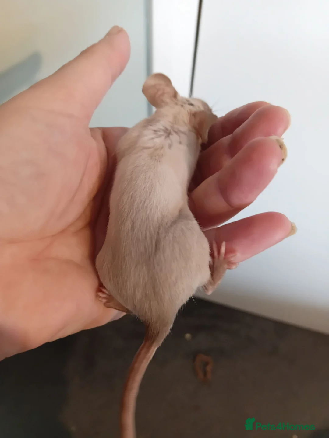 Mouse rodents for sale: Siamese Male mouse with cage appox 6months old  - Advert 2