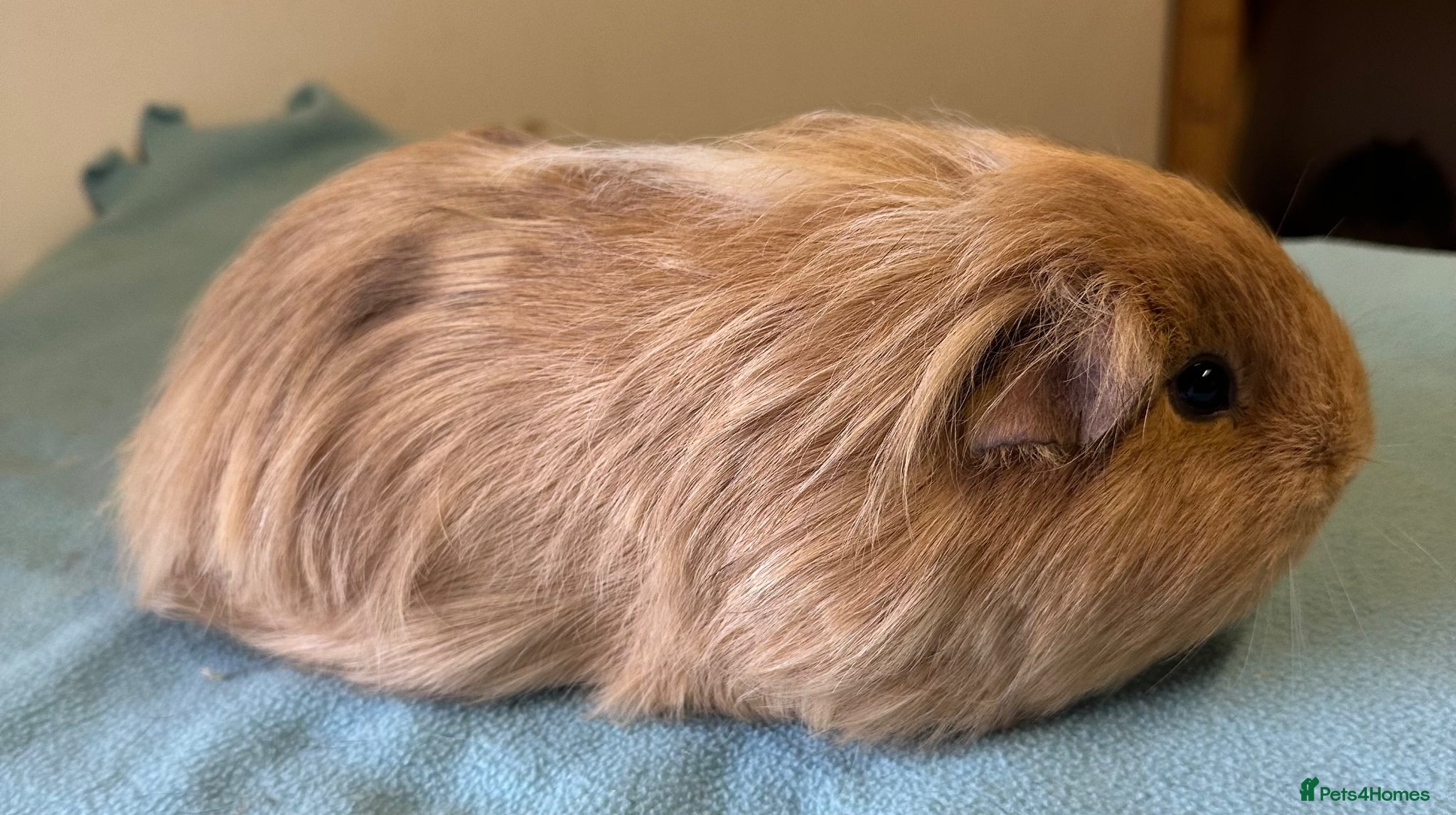 Guinea Pig rodents Female guinea pigs  - Advert 1