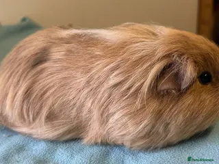 Guinea Pig rodents for sale: Female guinea pigs - Advert 1