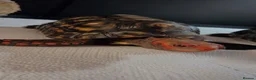 Tortoise reptiles for sale: Breeding pair of high marbled cherry heads  - Advert 4