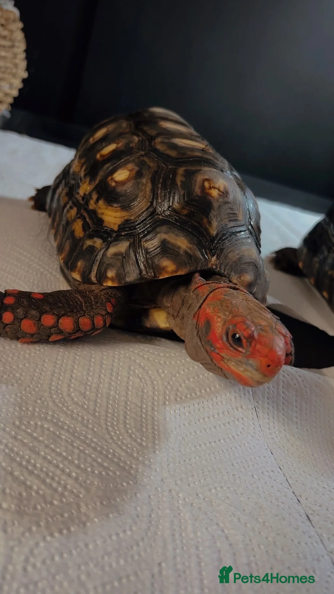 Tortoise reptiles for sale: Breeding pair of high marbled cherry heads  - Advert 4