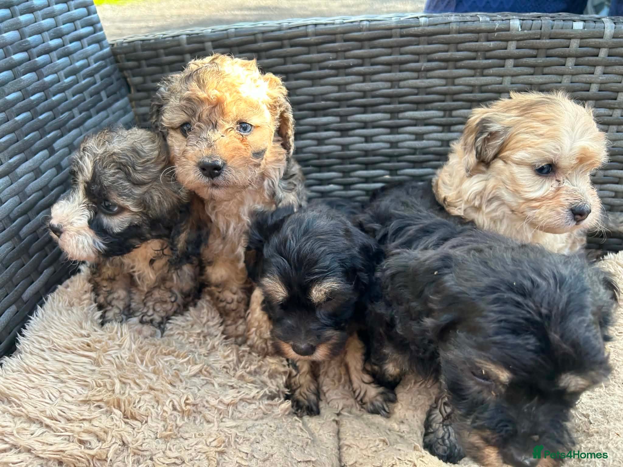 Lhasapoo dogs 5 gorgous lhasapoos - Advert 5