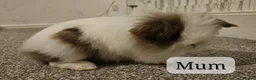 Lionhead rabbits for sale: Fluffy BE Lionhead Rabbits for Sale  - Advert 32