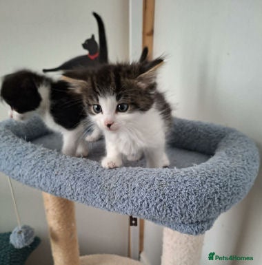 Mixed Breed cats Kyle and Kes - Advert 10