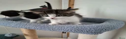 Mixed Breed cats for adoption: Kyle and Kes - Advert 1