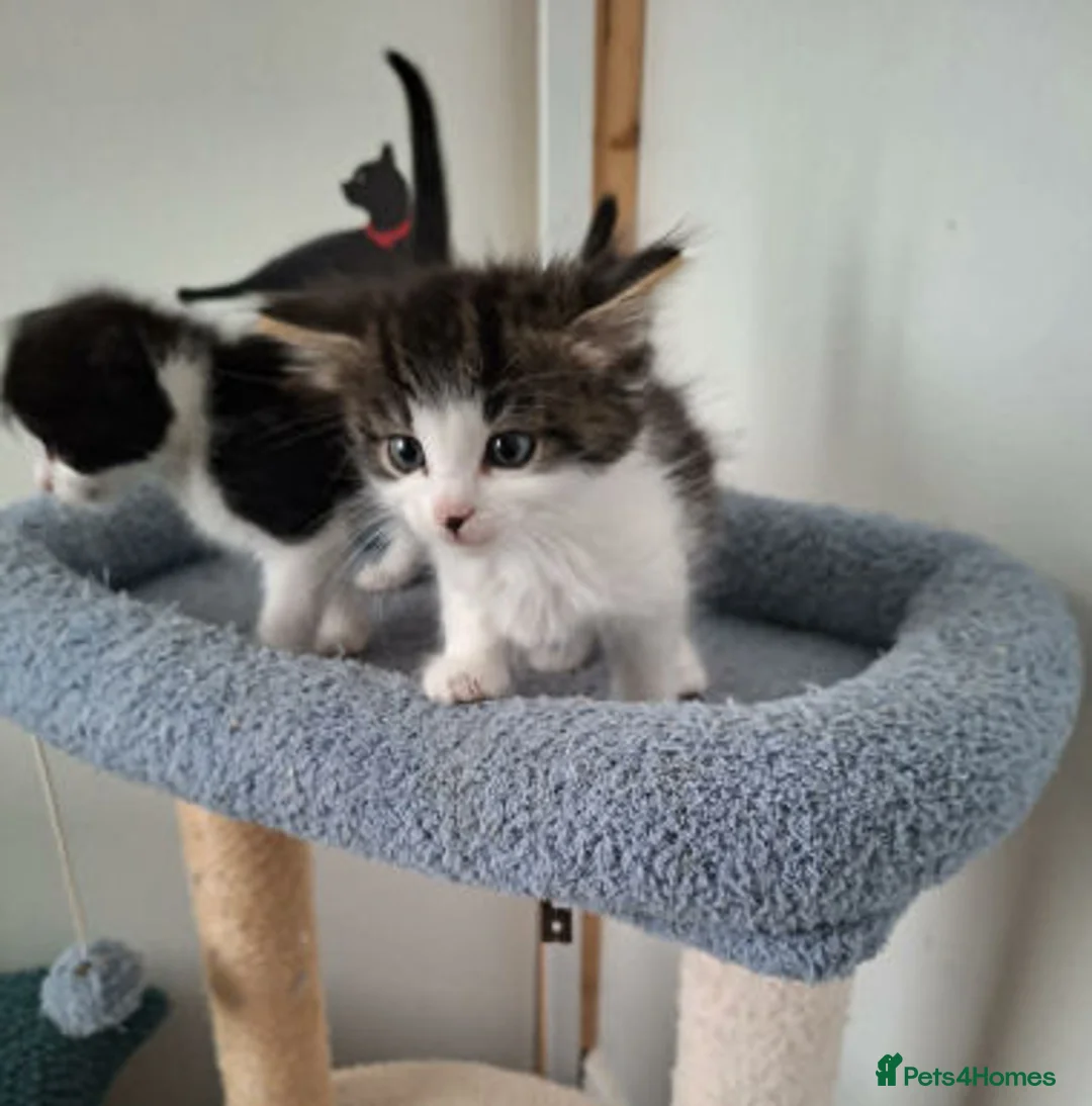 Mixed Breed cats for adoption: Kyle and Kes - Advert 1