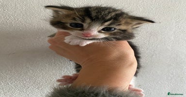 RagaMuffin cats - Advert 6
