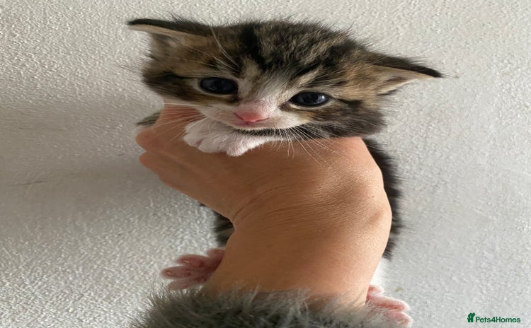 RagaMuffin cats - Advert 1